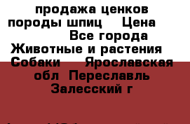 продажа ценков породы шпиц  › Цена ­ 35 000 - Все города Животные и растения » Собаки   . Ярославская обл.,Переславль-Залесский г.